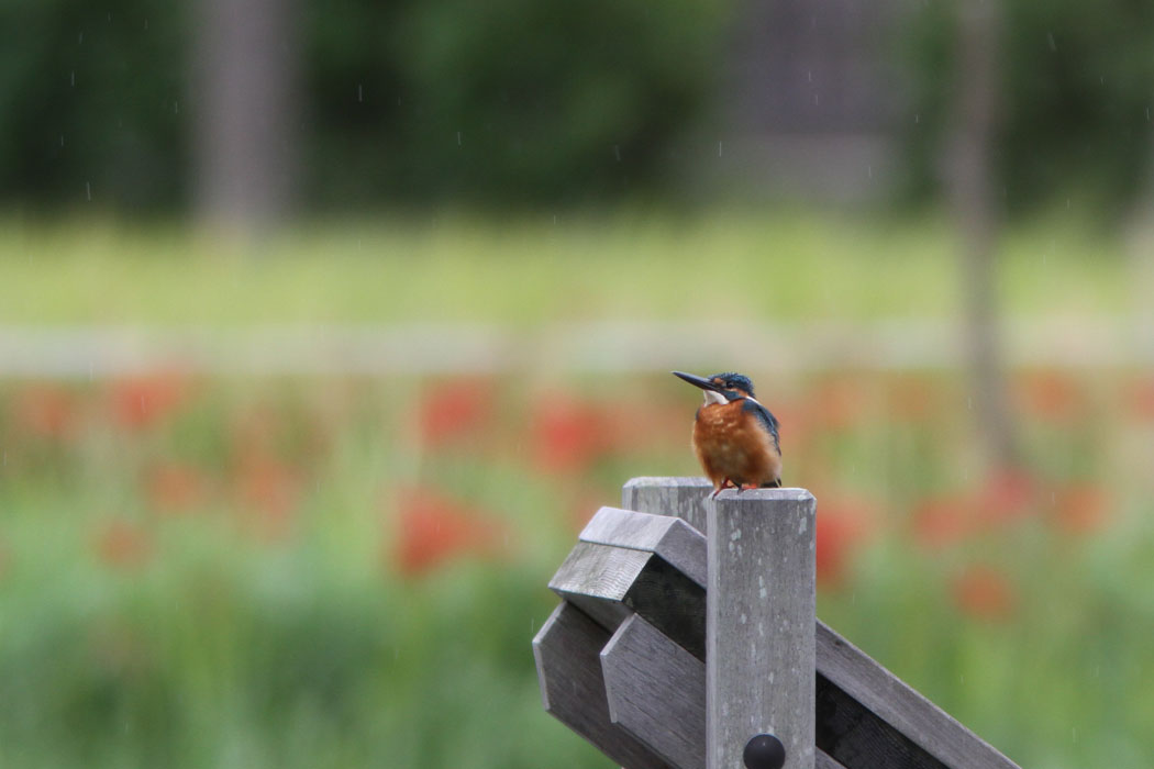 ヒガンバナを背景に、小雨の中のカワセミたちです 